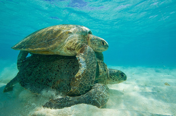 Nova pesquisa procura identificar os impactos das mudanças climáticas nas tartarugas marinhas